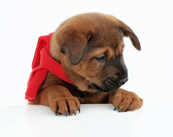 Lindo cachorro con bufanda roja aislada en blanco —  Fotos de Stock