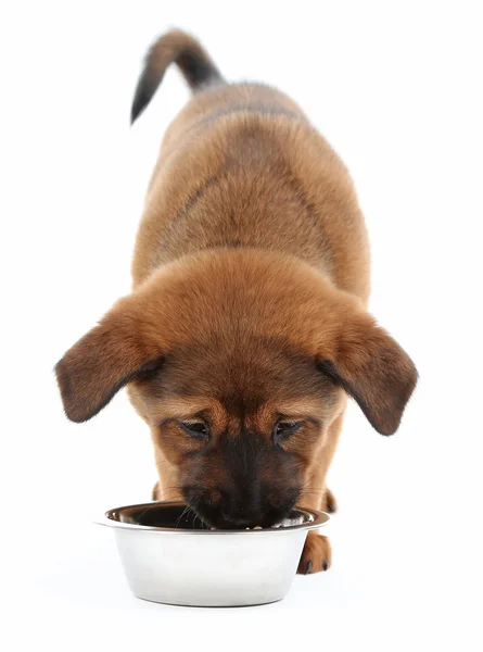 Sevimli köpek yavrusu beyazı tek başına yiyor. — Stok fotoğraf