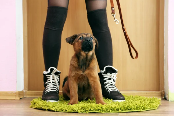 Cute puppy and owner in room — Stock Photo, Image
