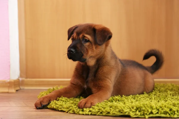 Carino cucciolo sdraiato su tappeto in camera — Foto Stock