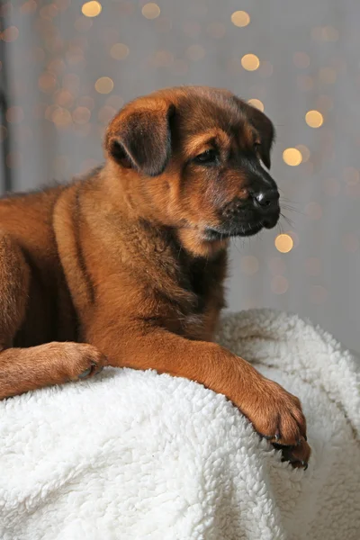 Schattige puppy op Kerstmis licht achtergrond — Stockfoto