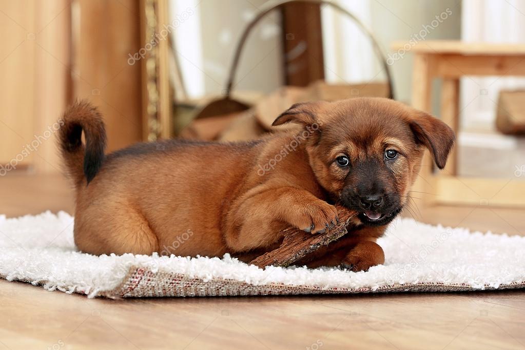 Cute puppy lying on carpet