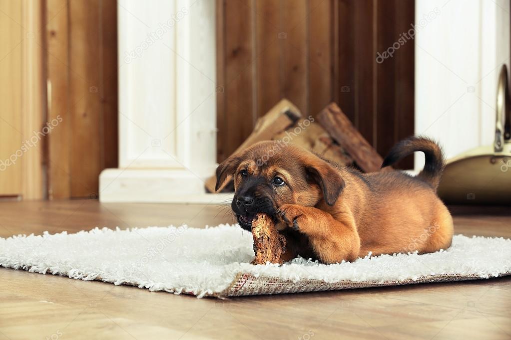 Cute puppy lying on carpet