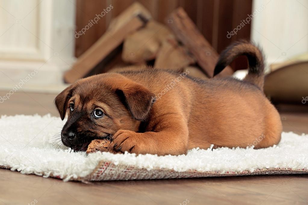 Lindo perrito acostado en la alfombra — Foto de stock © belchonock