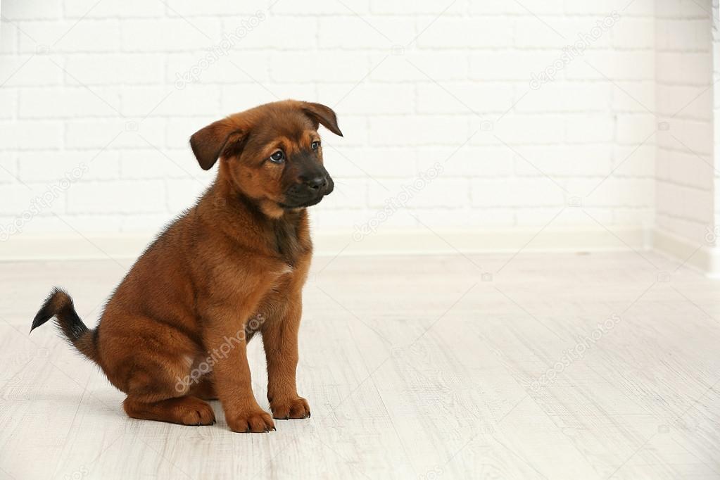 Cute puppy in room on brick wall background