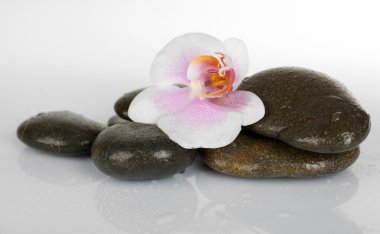 Orkide beyaz izole taşlarla Spa