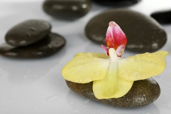 Pierres de spa avec orchidée sur fond clair — Photo
