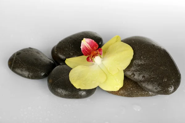 Spa stones with orchid isolated on white — Stock Photo, Image