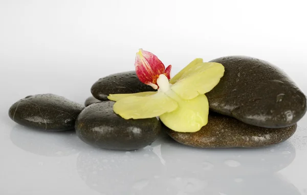 Piedras de spa con orquídea aislada en blanco — Foto de Stock