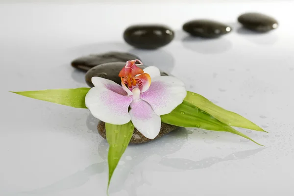 Spa stones with orchid isolated on white — Stock Photo, Image