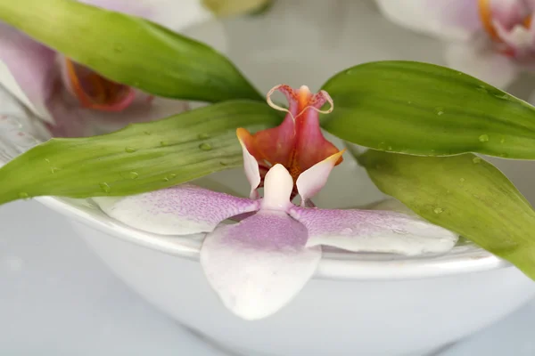 Bowl with orchids on light background — Stock Photo, Image