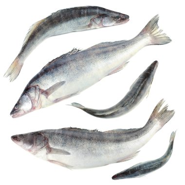 Taze balık, beyaz izole kolaj
