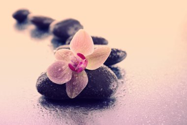 Açık renk arka plan üzerinde spa taşlarla güzel çiçek açan orkide