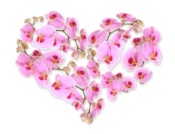 Beautiful flowers in shape of heart isolated on white — Stock Photo, Image