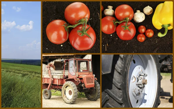 Zemědělství koláž — Stock fotografie