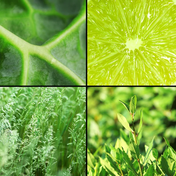 Green color samples collage — Stock Photo, Image