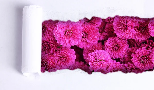 白い引き裂かれたペーパーを通して美しい花 — ストック写真