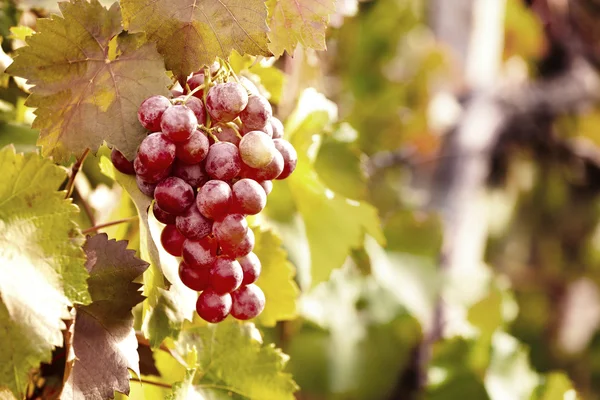 Bunches of ripe grape on plantation closeup — Stock Photo, Image