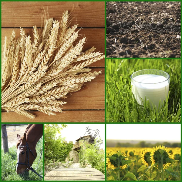 Collage agricolo — Foto Stock