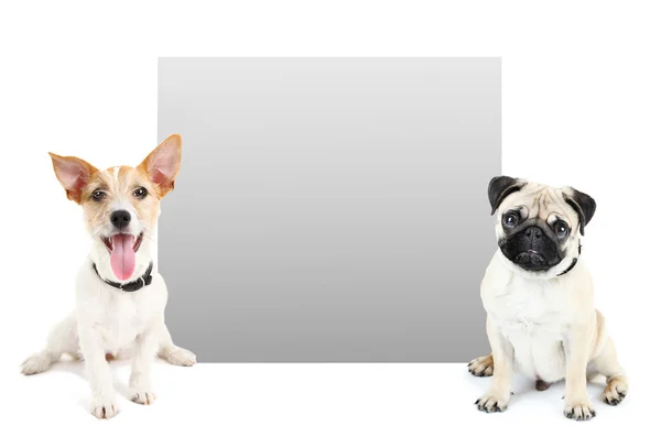 Cute dogs with frame for text isolated on white — Stock Photo, Image