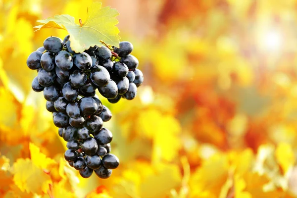 Bunches of ripe grape on plantation closeup — Stock Photo, Image