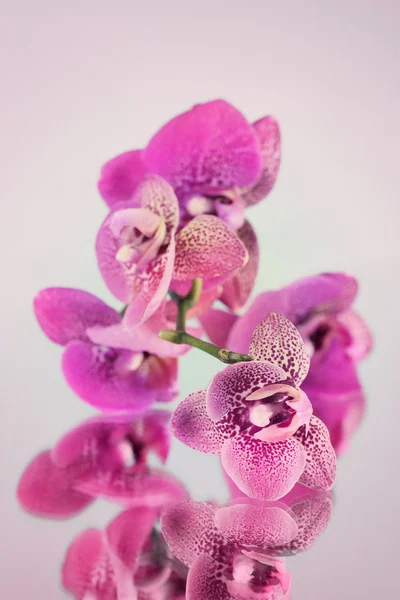 Beautiful blooming orchid on light color background — Stock Photo, Image