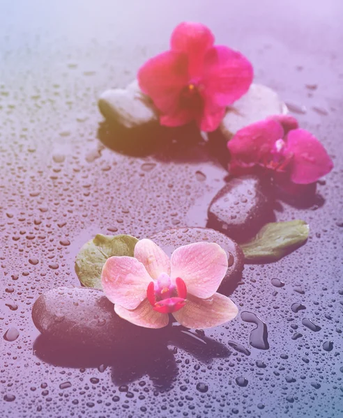 Beautiful blooming orchid  with spa stones on light color background — Stock Photo, Image