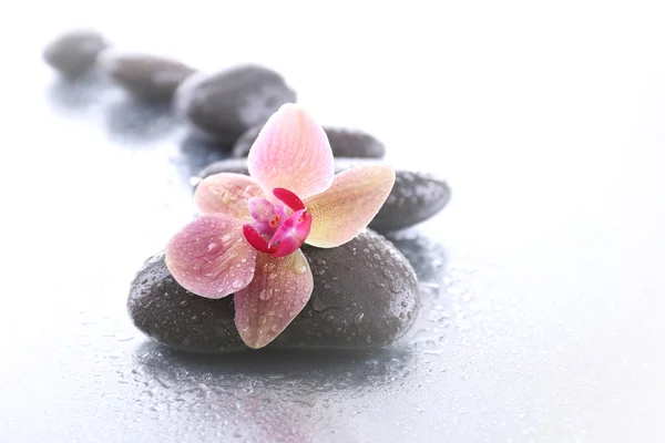Hermosa orquídea floreciente con piedras de spa sobre fondo claro — Foto de Stock