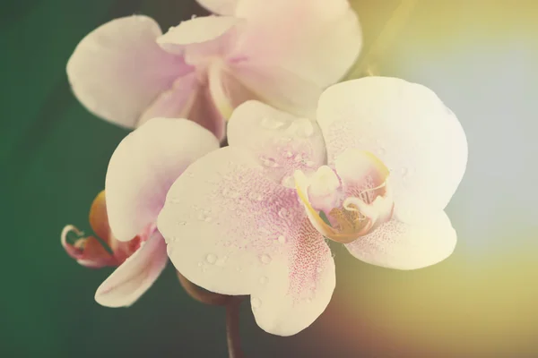 Beautiful blooming orchid on light color background — Stock Photo, Image