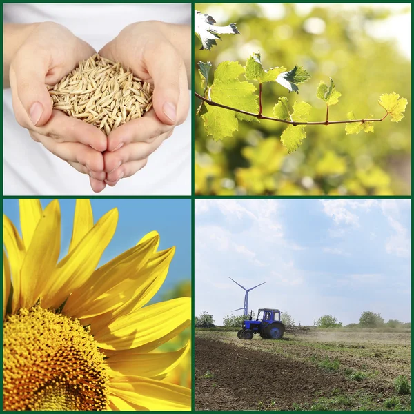 Collage agricolo — Foto Stock