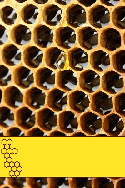Fondo panal de abeja —  Fotos de Stock