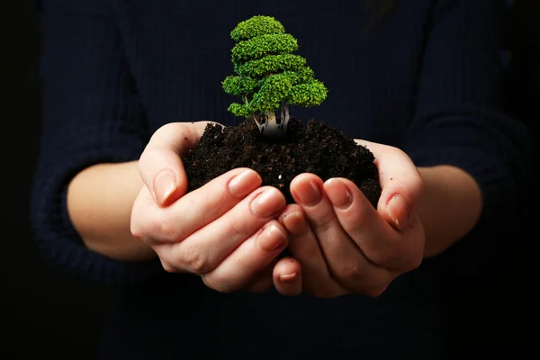 Small tree in hands isolated on black — Stock Photo, Image