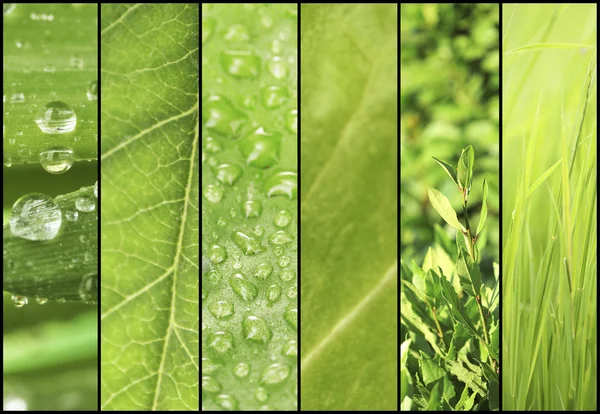 Collage de muestras de color verde — Foto de Stock