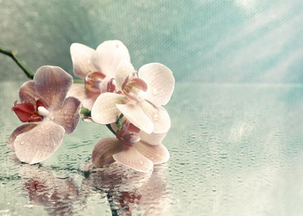 Piękne kwitnących orchidei na jasny kolor tła — Zdjęcie stockowe