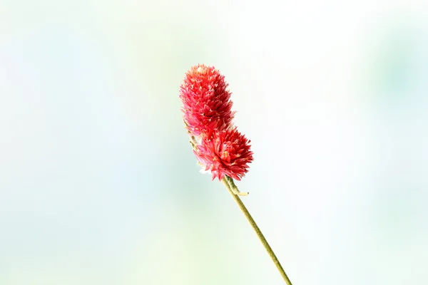 Beautiful dried flowers — Stock Photo, Image