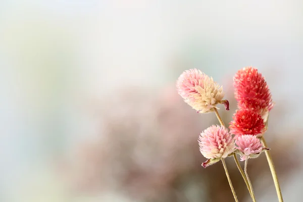 Mooie gedroogde bloemen — Stockfoto