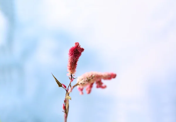 Hermosas flores secas —  Fotos de Stock