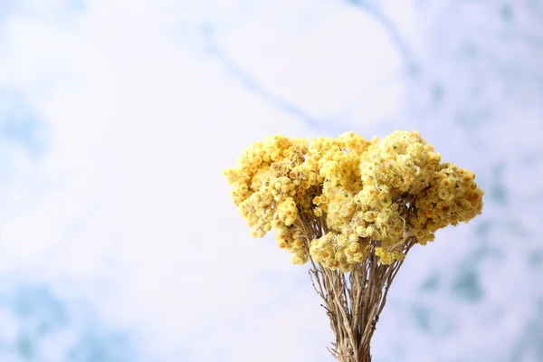 Vackra torkade blommor — Stockfoto