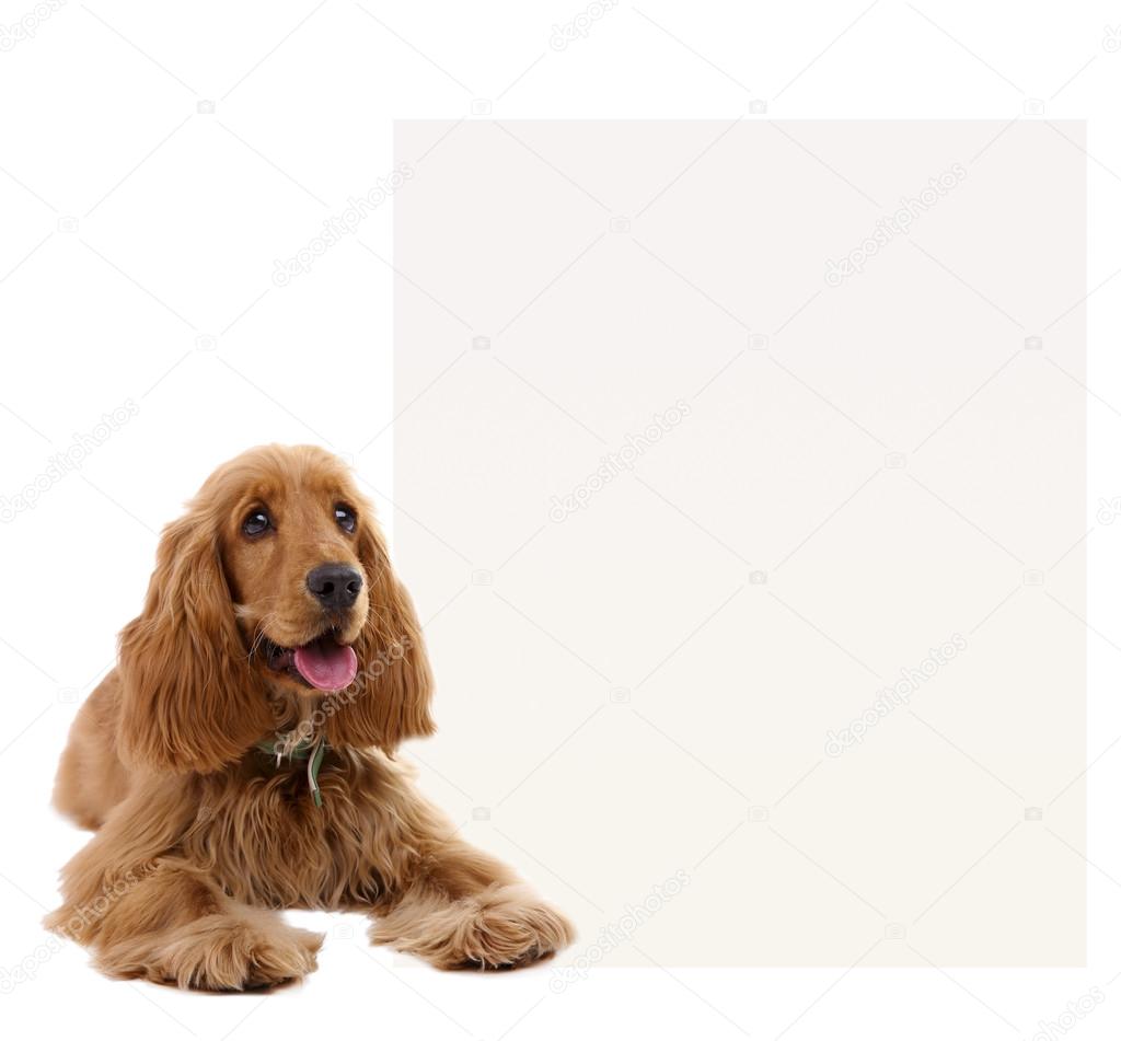 Beautiful cocker spaniel with space for text isolated on white
