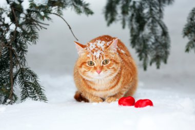 Güzel kırmızı kedi beyaz kar arka plan üzerinde köknar ağacının altında