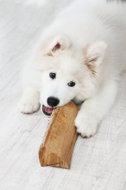 Arka plan üzerinde odun ile oynak Samoyed köpek