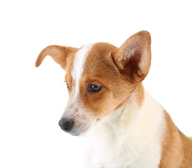 Beyaz arkaplanda izole edilmiş sevimli köpek