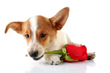 Kırmızı gül, köpekle beyaz izole