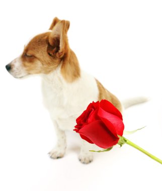 Kırmızı gül, köpekle beyaz izole
