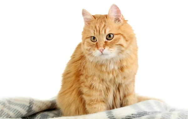 Gato rojo sobre cuadros calientes aislados en blanco — Foto de Stock