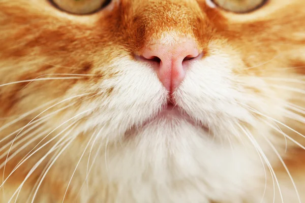 Kırmızı kedi, closeup portresi — Stok fotoğraf
