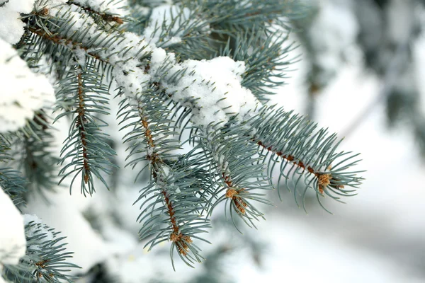 Cubierto con rama de abeto de nieve, al aire libre — Foto de Stock