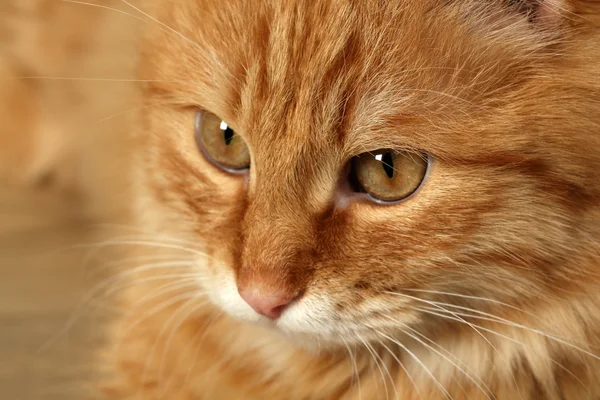 Портрет красной кошки на деревянном фоне пола — стоковое фото