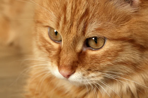 Portrait of red cat on wooden floor background — Stock Photo, Image