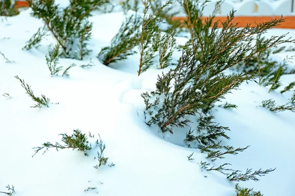 Fir tree branches covered with snow on park background — Stock Photo, Image